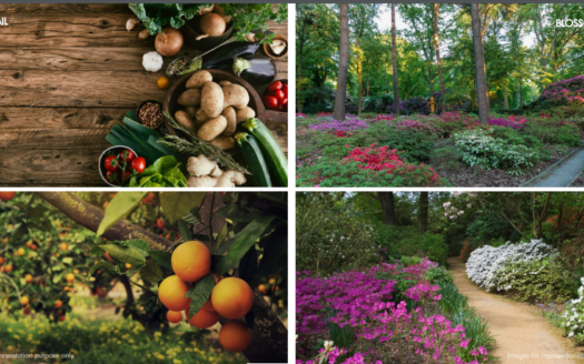 Bellevue Farm Plots For Sale In Khopoli